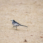 【画像】何種類くらいの野鳥を探せる？　高層ビルに囲まれた鳥達のオアシス「新宿御苑」で野鳥観察【関東エリア】 〜 画像1