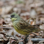 【画像】何種類くらいの野鳥を探せる？　高層ビルに囲まれた鳥達のオアシス「新宿御苑」で野鳥観察【関東エリア】 〜 画像1