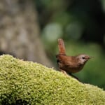 【画像】何種類くらいの野鳥を探せる？　高層ビルに囲まれた鳥達のオアシス「新宿御苑」で野鳥観察【関東エリア】 〜 画像1