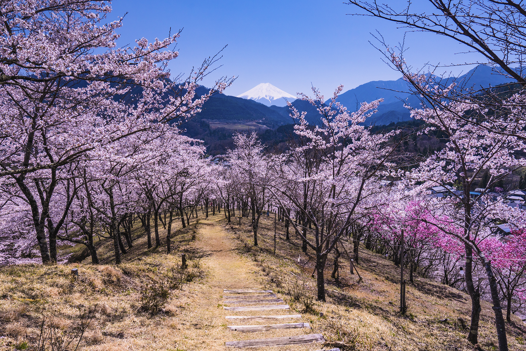 「秀麗富嶽十二景・お伊勢山」で望める桜並木