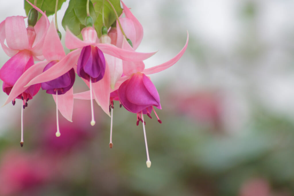 インスタでも人気のフクシアの花