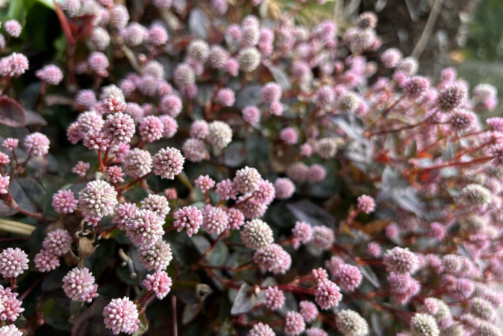 街中で繁茂するヒメツルソバの花