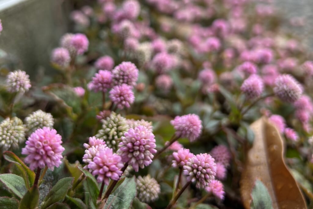 ややヨリのヒメツルソバの花