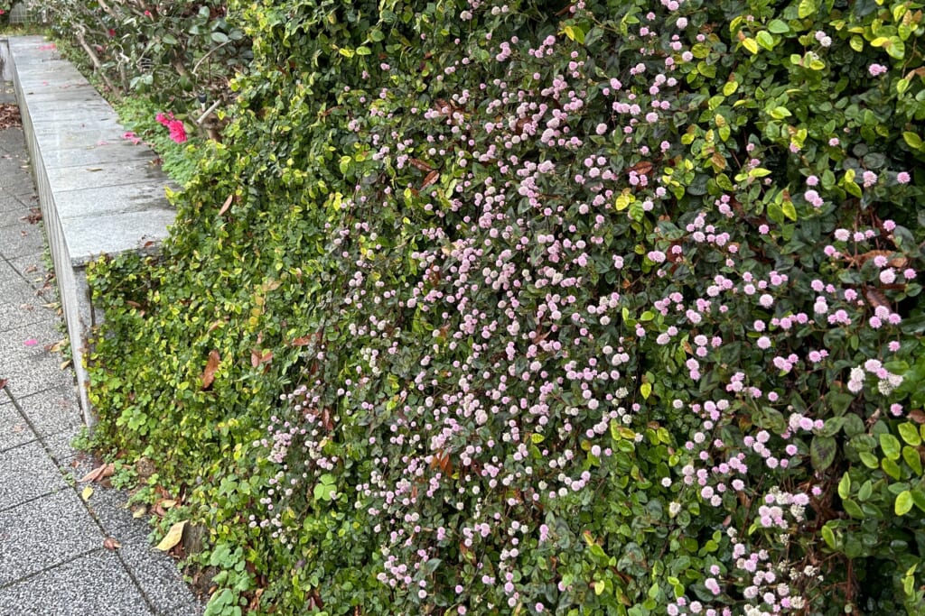 壁面を覆うヒメツルソバの花