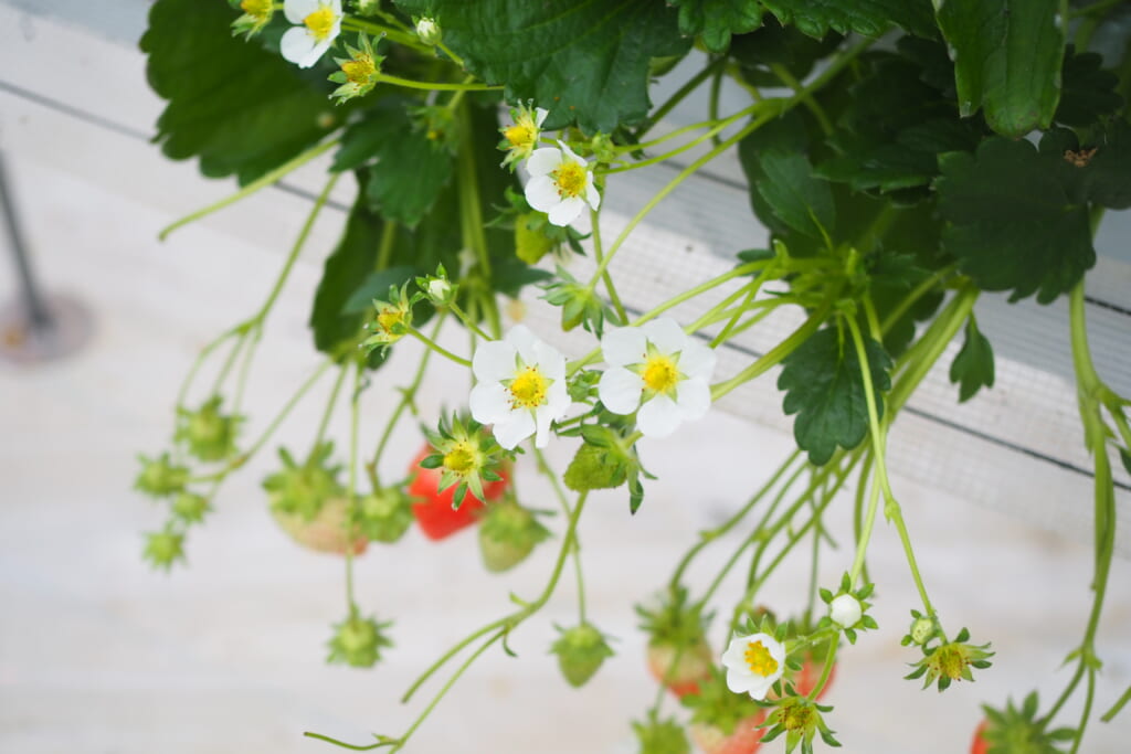 いちごの大森ファーム　いちごの花