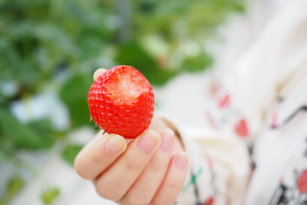 いちごの大森ファーム　食べかけのいちご