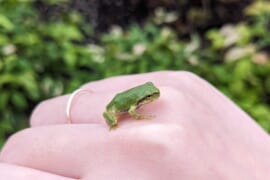 小さくてかわいいニホンアマガエル