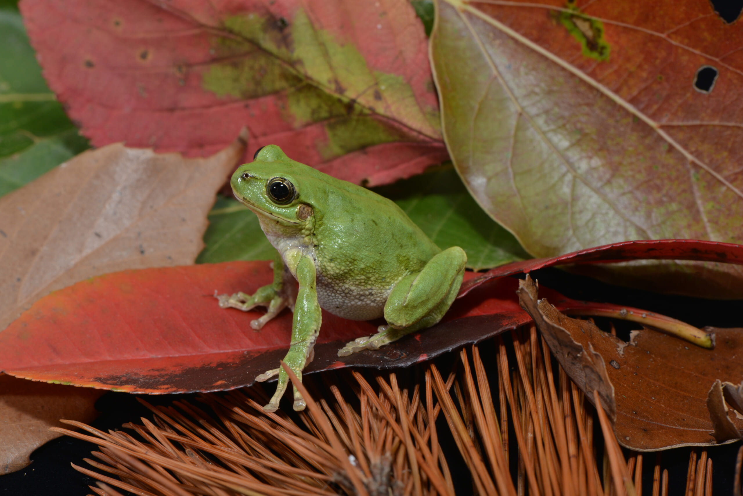 日本はカ行、海外はハ行で鳴く？ 謎だらけのカエルの大合唱の謎を