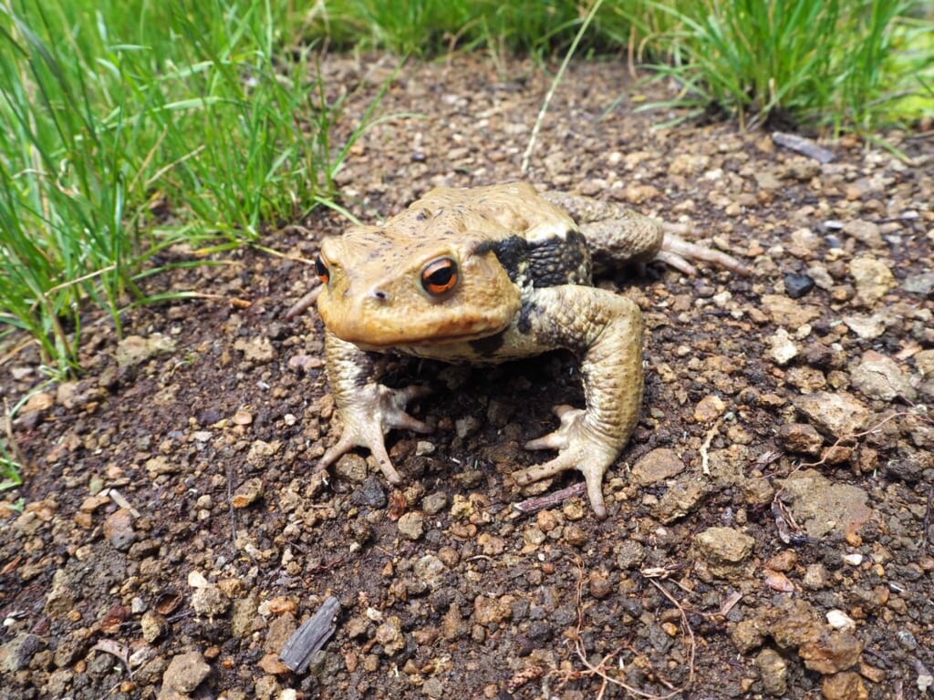 アズマヒキガエル