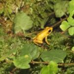 【画像】美しい姿に思わずキュン！　それでも近づくと危険なヤドクガエル【世にも不思議なカエルの世界　vol.04】 〜 画像1