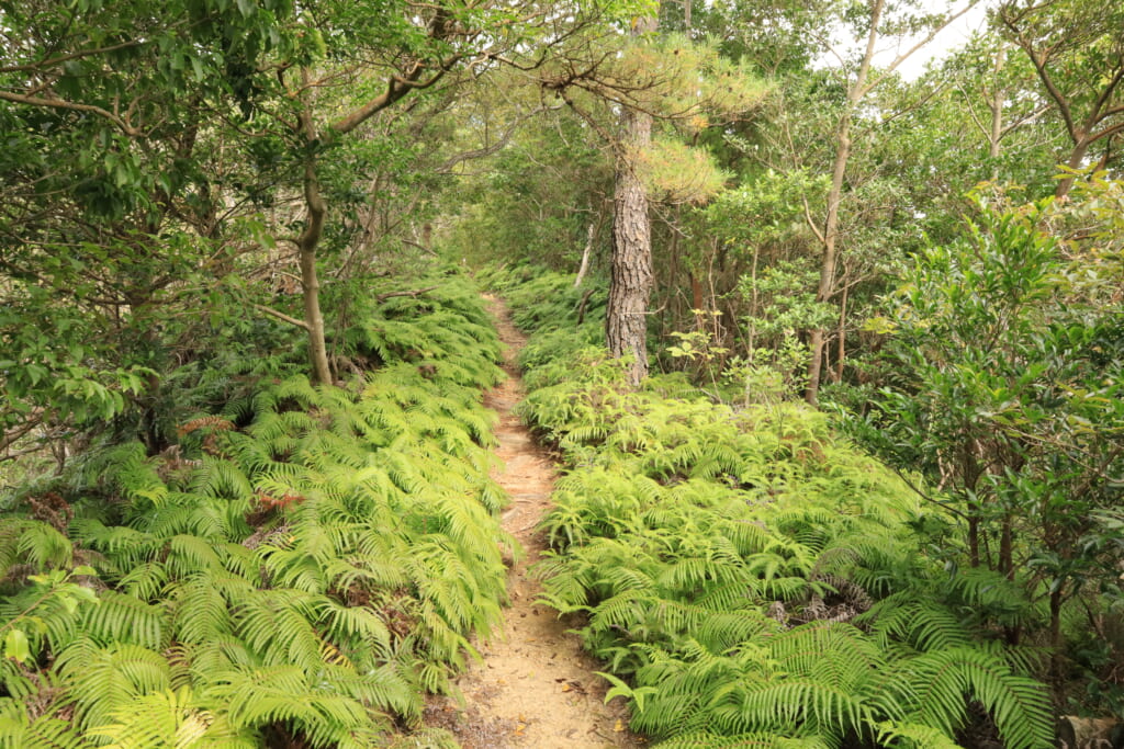 登山道／シダの茂る小道