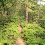 【画像】雄大な絶景のあとはまさかの断崖！　低山でも山の楽しみが満載の社日山縦走ルポ・後編【中国・島根県安来市】 〜 画像1