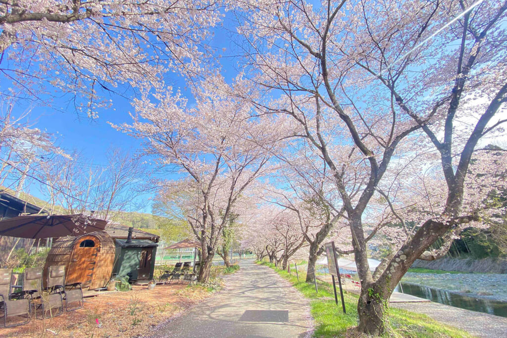 ときたまひみつきちCOMORIVERが開催するお花見サウナフェス