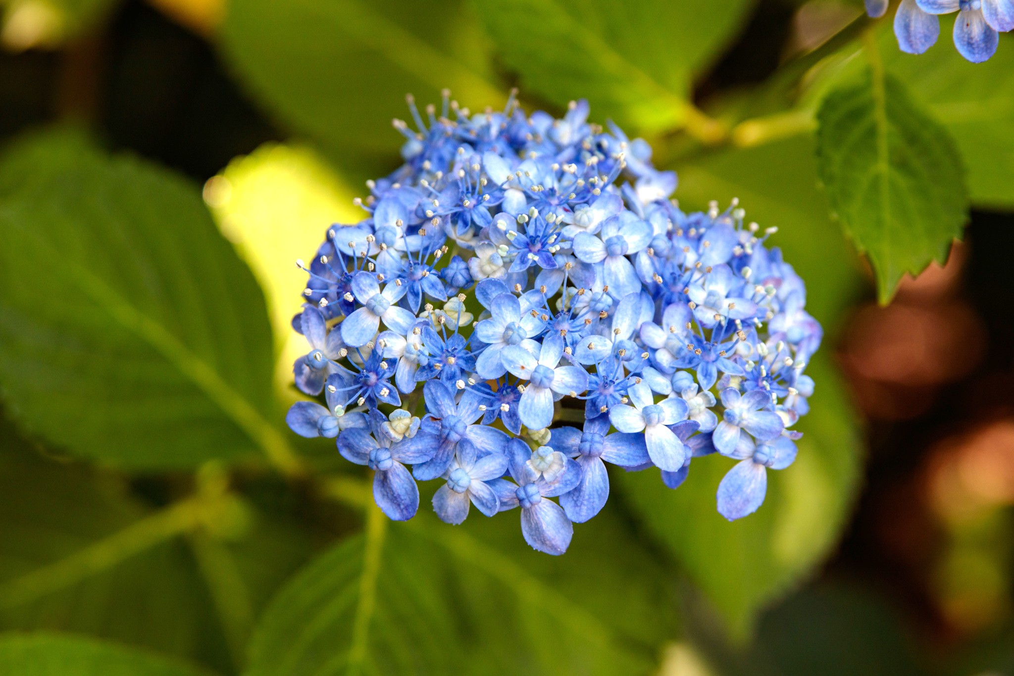 花の季節は桜が散ってからが本番！　インスタにアップしたい晩春～初夏の花5選【関東エリア】