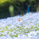 【画像】花の季節は桜が散ってからが本番！　インスタにアップしたい晩春～初夏の花5選【関東エリア】 〜 画像1