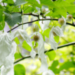 【画像】花の季節は桜が散ってからが本番！　インスタにアップしたい晩春～初夏の花5選【関東エリア】 〜 画像1