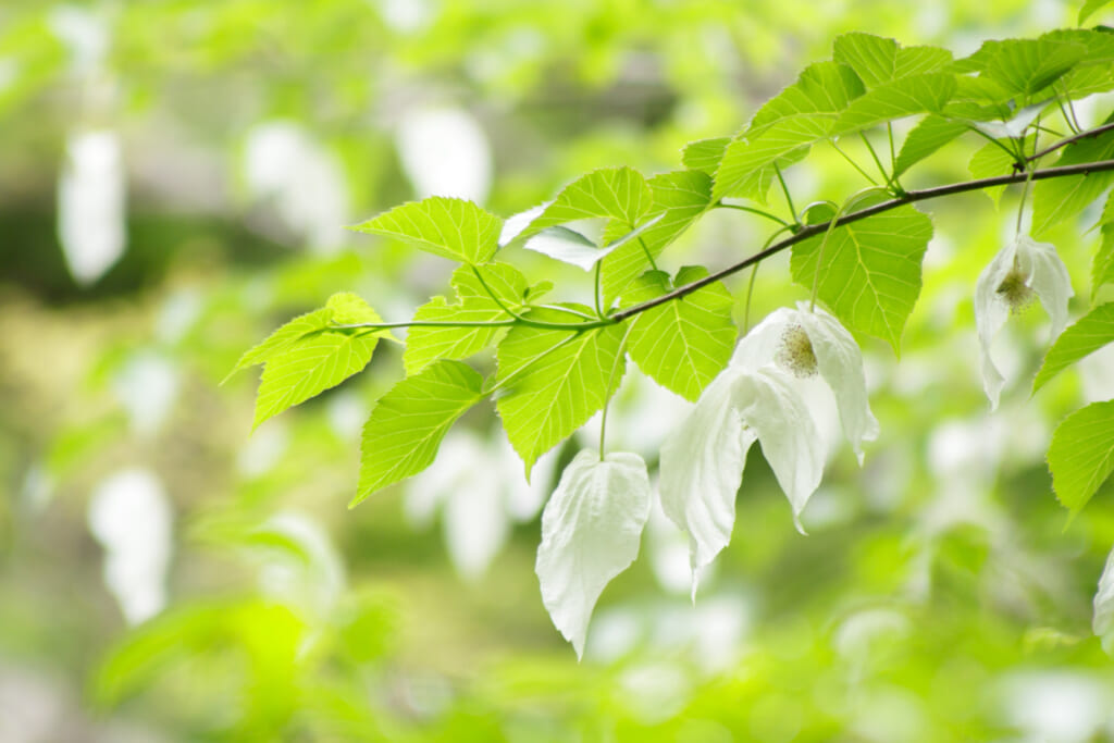 光が透けるハンカチの木の花