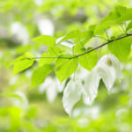 【画像】花の季節は桜が散ってからが本番！　インスタにアップしたい晩春～初夏の花5選【関東エリア】 〜 画像1