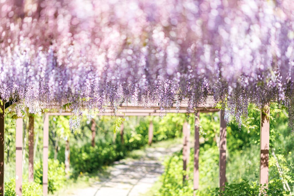 藤棚に下がるたくさんのフジの花