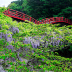 【画像】花の季節は桜が散ってからが本番！　インスタにアップしたい晩春～初夏の花5選【関東エリア】 〜 画像1