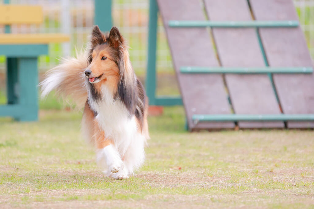 キャンプ場のドッグラン