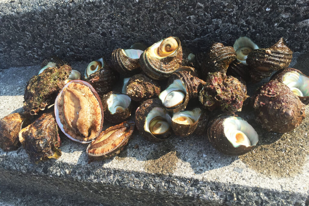 海で採れた貝類
