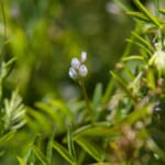 【画像】愛らしいたくさんの花に癒される！　「カラスノエンドウ」と「スズメノエンドウ」の見分け方とは 〜 画像1