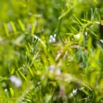 【画像】愛らしいたくさんの花に癒される！　「カラスノエンドウ」と「スズメノエンドウ」の見分け方とは 〜 画像1