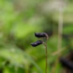 【画像】愛らしいたくさんの花に癒される！　「カラスノエンドウ」と「スズメノエンドウ」の見分け方とは 〜 画像1