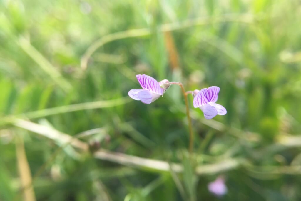 カスマグサの花