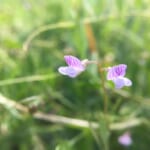 【画像】愛らしいたくさんの花に癒される！　「カラスノエンドウ」と「スズメノエンドウ」の見分け方とは 〜 画像1