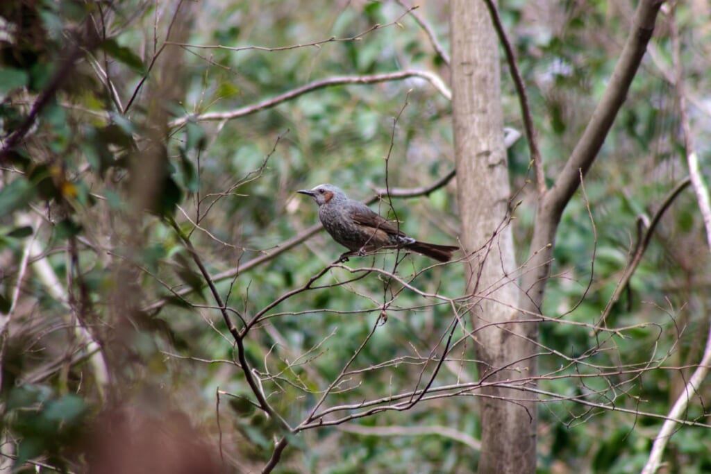 木々の間から見える野鳥の姿