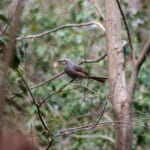 【画像】何種類くらいの野鳥を探せる？　「水元公園」で野鳥観察【関東エリア】 〜 画像1