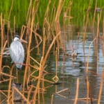 【画像】何種類くらいの野鳥を探せる？　「水元公園」で野鳥観察【関東エリア】 〜 画像1