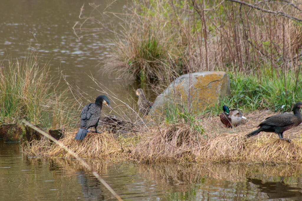 中洲で休むカワウやカモ