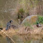 【画像】何種類くらいの野鳥を探せる？　「水元公園」で野鳥観察【関東エリア】 〜 画像1