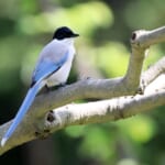 【画像】何種類くらいの野鳥を探せる？　「水元公園」で野鳥観察【関東エリア】 〜 画像1