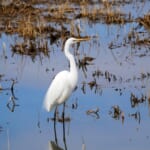 【画像】何種類くらいの野鳥を探せる？　「水元公園」で野鳥観察【関東エリア】 〜 画像1