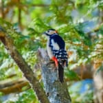 【画像】何種類くらいの野鳥を探せる？　「水元公園」で野鳥観察【関東エリア】 〜 画像1