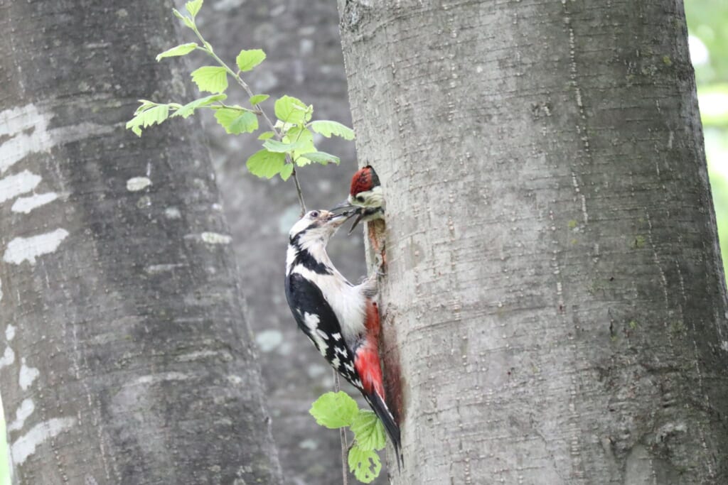 メスのアカゲラと幼鳥