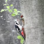 【画像】何種類くらいの野鳥を探せる？　「水元公園」で野鳥観察【関東エリア】 〜 画像1