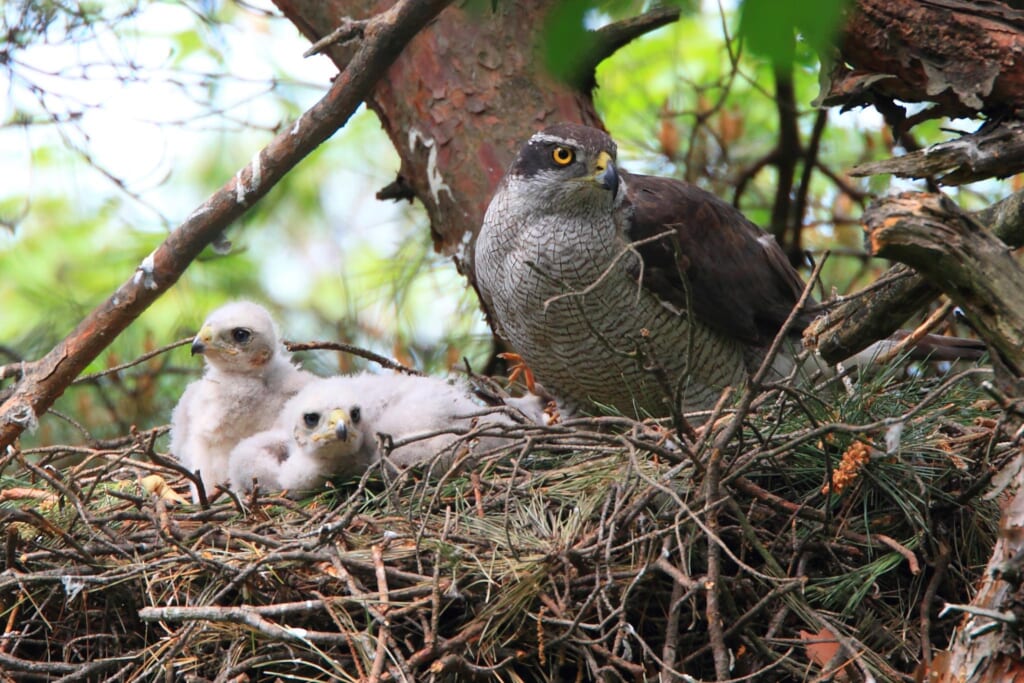 巣にいるオオタカの親と幼鳥