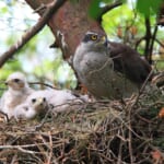 【画像】何種類くらいの野鳥を探せる？　「水元公園」で野鳥観察【関東エリア】 〜 画像1