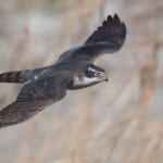 【画像】何種類くらいの野鳥を探せる？　「水元公園」で野鳥観察【関東エリア】 〜 画像1