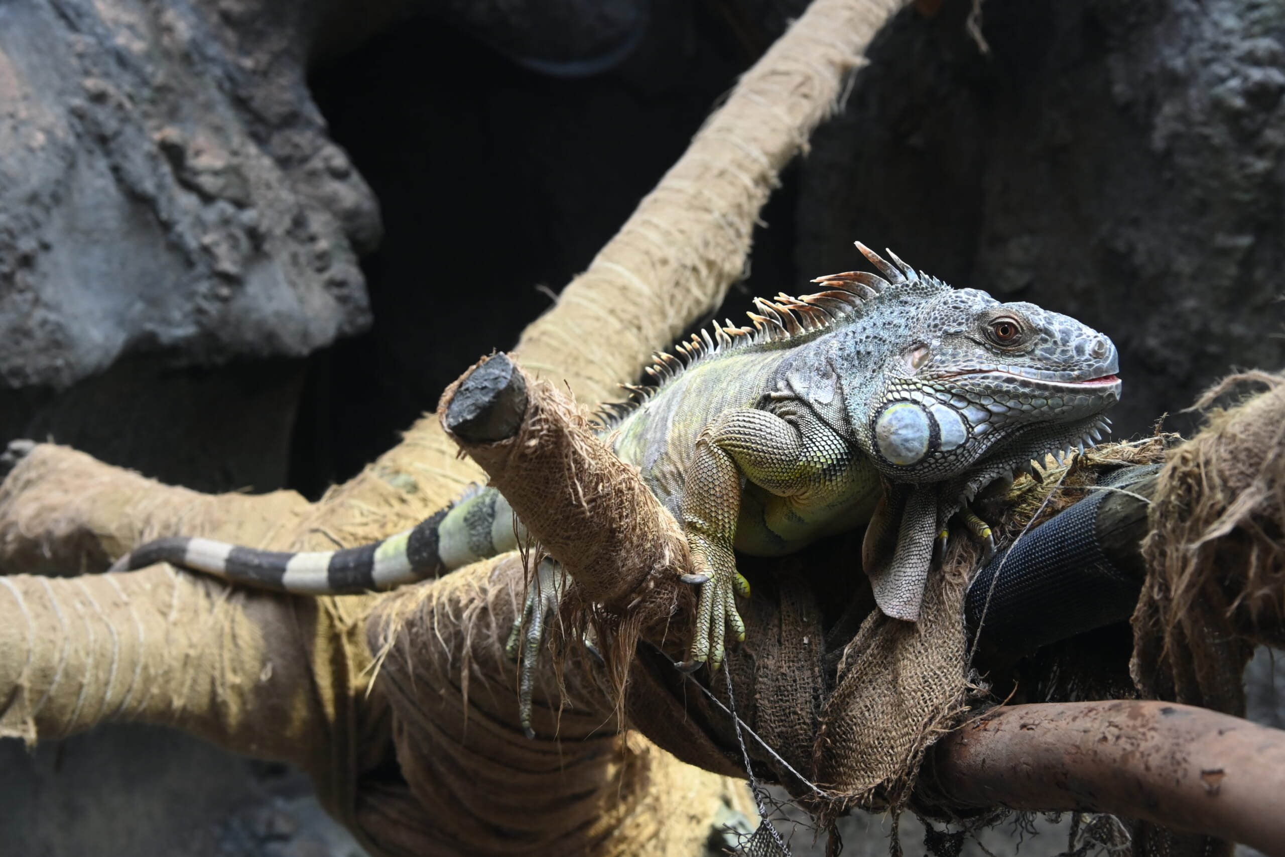 ワイルドな恐竜系？ それとも心優しき草食系？ グリーンイグアナ【へん