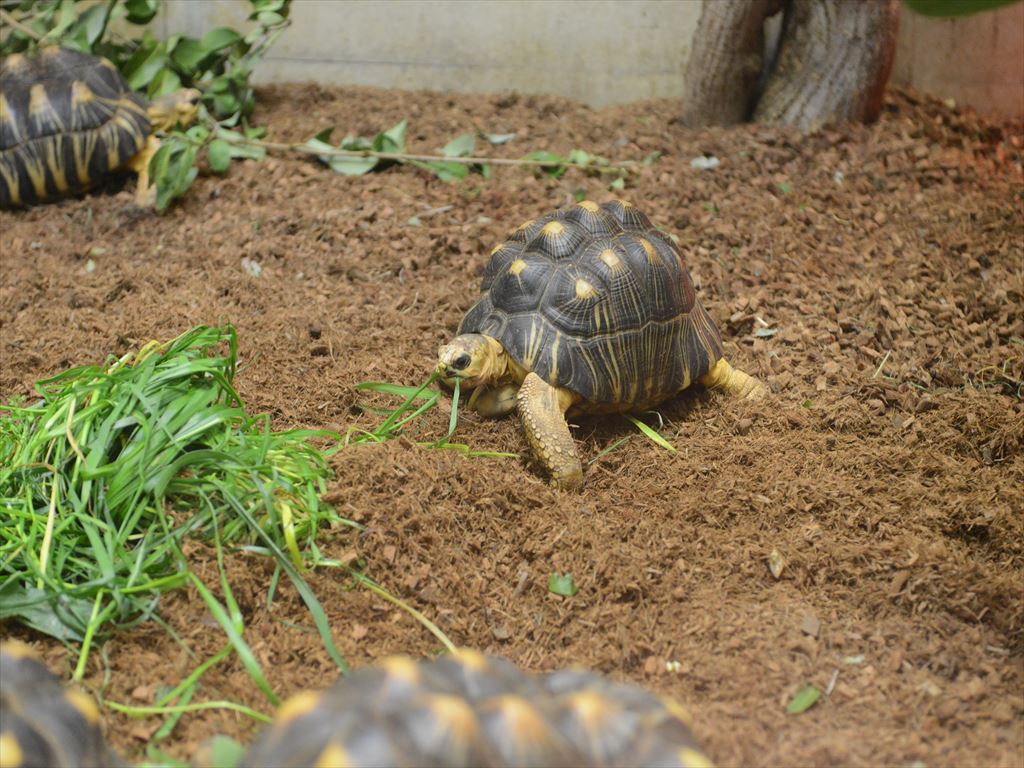 ホウシャガメ