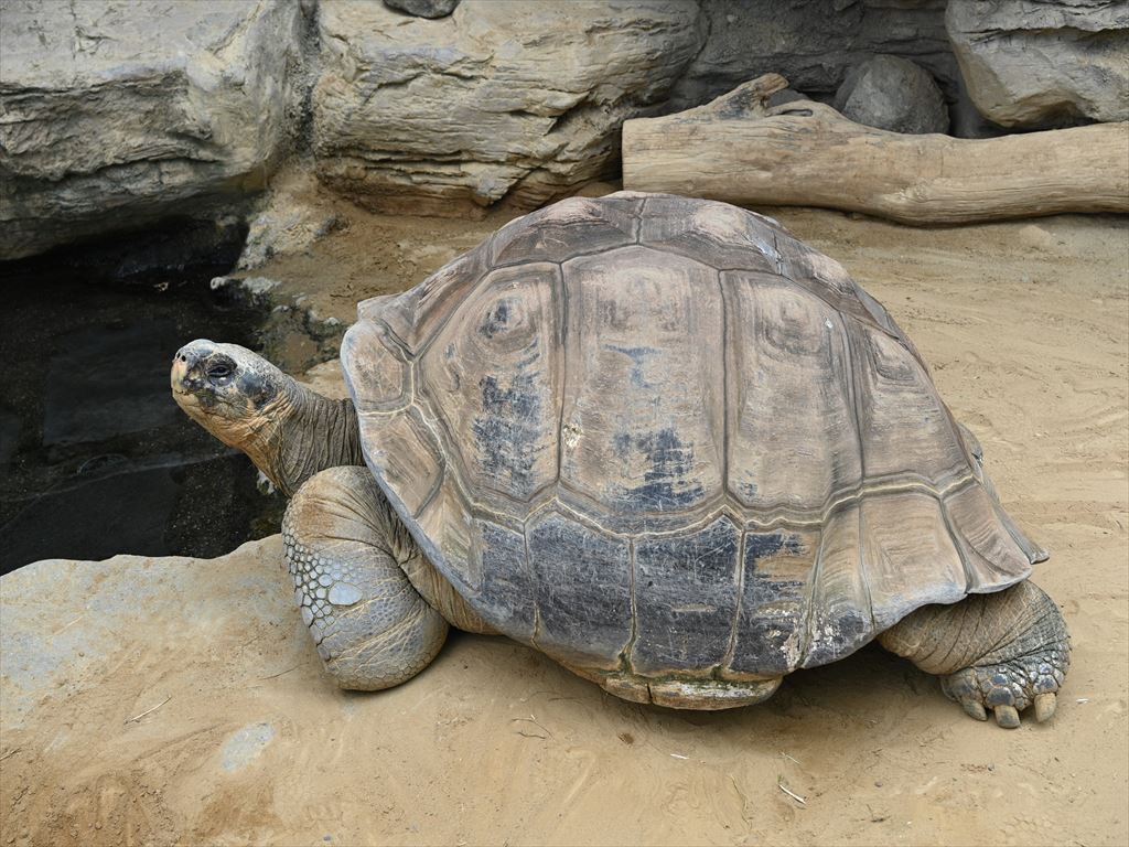 ガラパゴスゾウガメの太郎