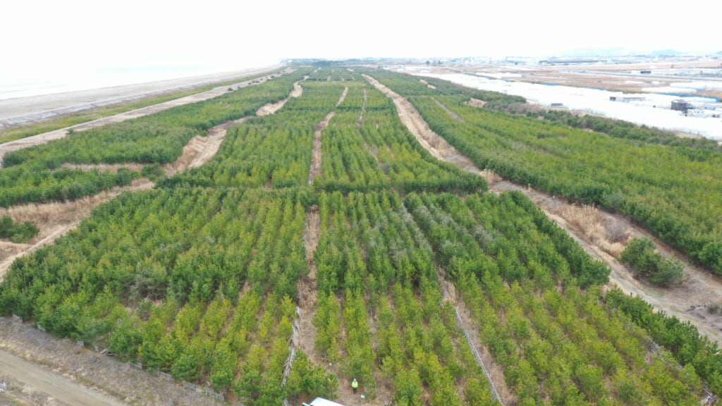 海岸林再生プロジェクトで植樹されたクロマツ