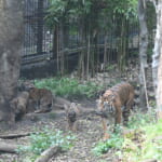 【画像】貴重ないきものがたくさん！　上野動物園をめいっぱい楽しむためのポイント5選 〜 画像1