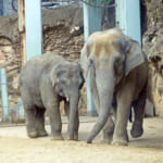 【画像】貴重ないきものがたくさん！　上野動物園をめいっぱい楽しむためのポイント5選 〜 画像1